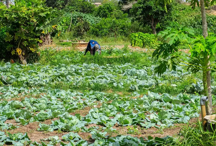 Market gardening, Lac Mbawane, Kayar