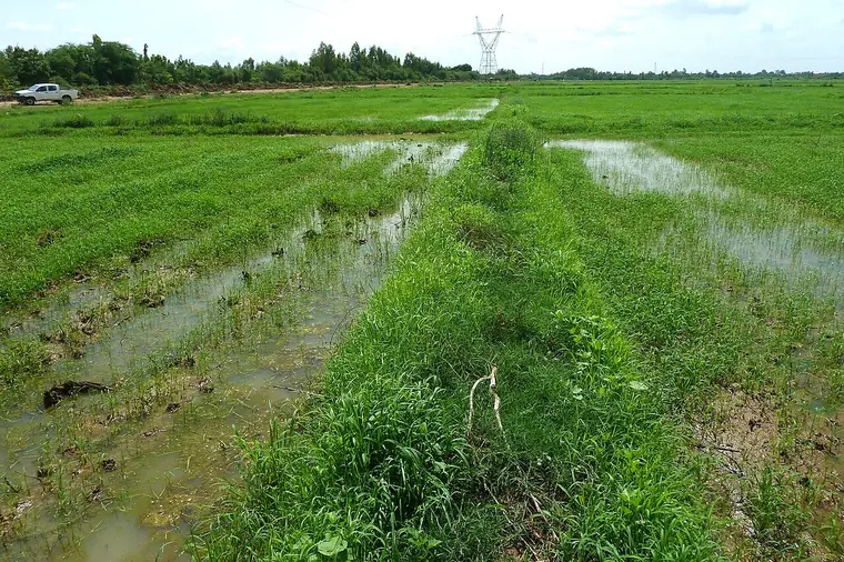 Irrigated rice fields, Senegal River valley